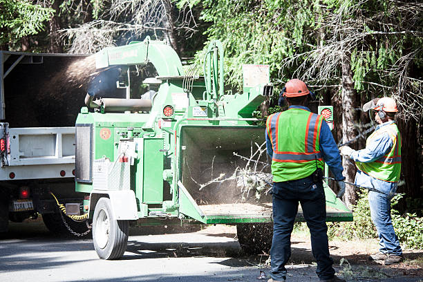 Best Tree Risk Assessment  in Granby, MO